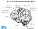 Что головной мозг в биологии